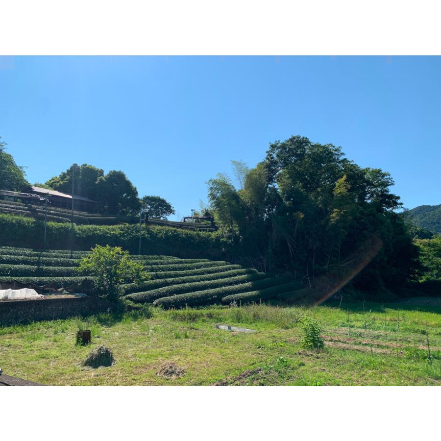 上林春松本店 抹茶 綾の森 (Ayanomori)  20g紙箱 【江戸時代より続く】 京都 老舗 茶道 お稽古 薄茶 抹茶ラテ 濃茶 Matcha Powder