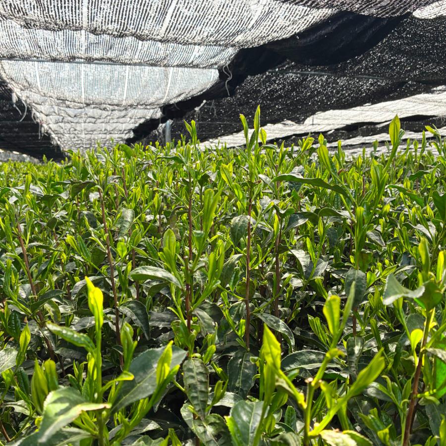 古備前抹茶入れ 高香園 抹茶 初昔（HATSUMIMUKASHI）60g缶入り MATCHA Green Tea