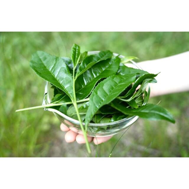矢野製茶場 宇治抹茶 鳳雲（Houun）」濃茶用 矢野園 UJI matcha Green