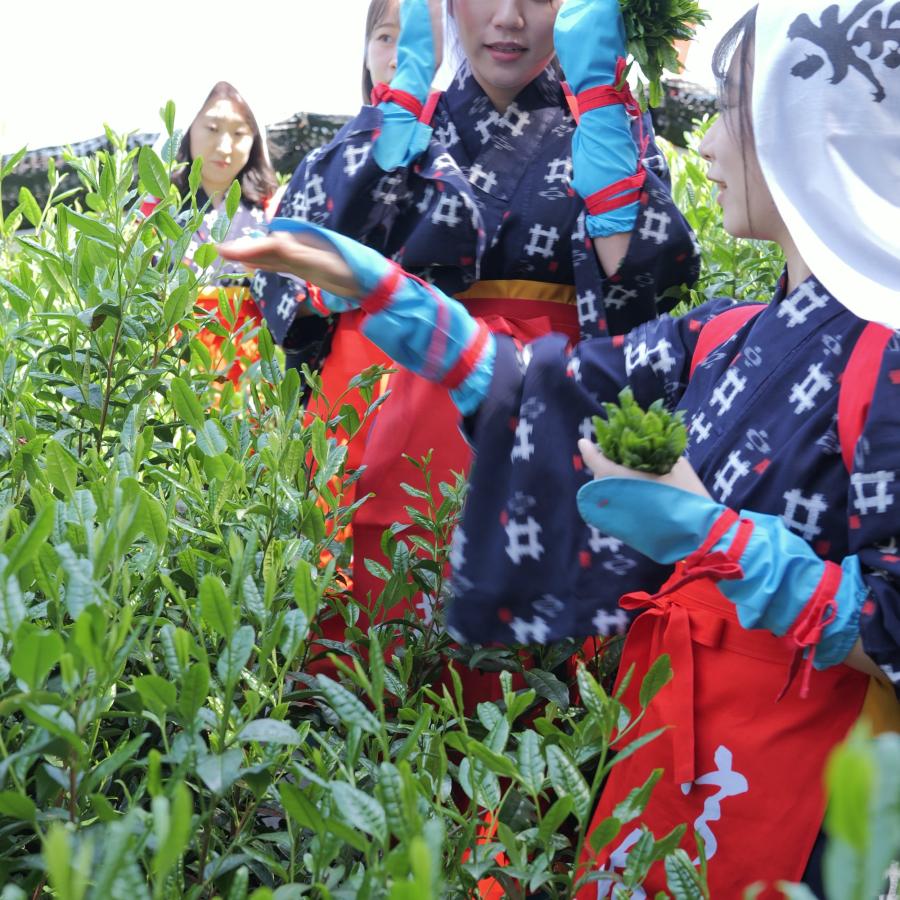 矢野製茶場 抹茶 雅の白（Miyabi no Shiro）日本製 薄茶用 矢野園 UJI