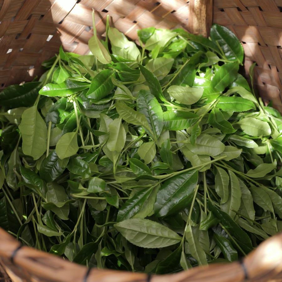 矢野製茶場 抹茶 雅の白（Miyabi no Shiro）日本製 薄茶用 矢野園 UJI matcha Green Tea Powder YanoSeichajyo
