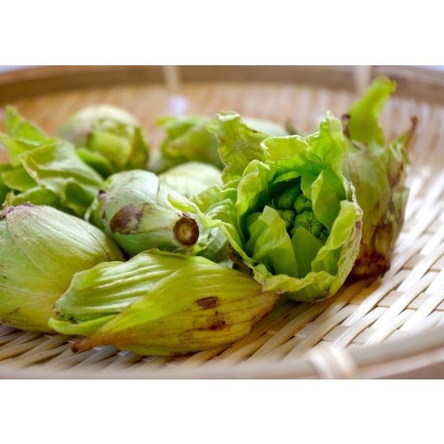 山菜 ふきのとう 天然 0グラム 使いきりパック 新潟県産 妙高市産 朝採り 産地直送 Fu 0 まるたけ商店 通販 Yahoo ショッピング