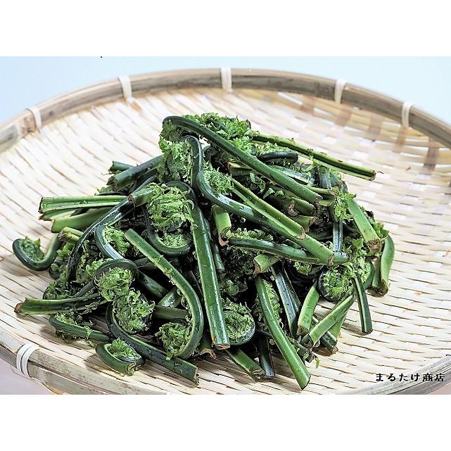 山菜 こごみ こごめ 500g 天然 新潟県 妙高市産 朝採り 産地直送 山菜 こごみ こごめ 500g 天然 新潟県 妙高市産 朝採り 産地直送