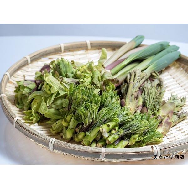 山菜 詰め合わせ ミックス セット 天然 新潟産 妙高市産 1キロ (ご予約品)｜marutakesyouten