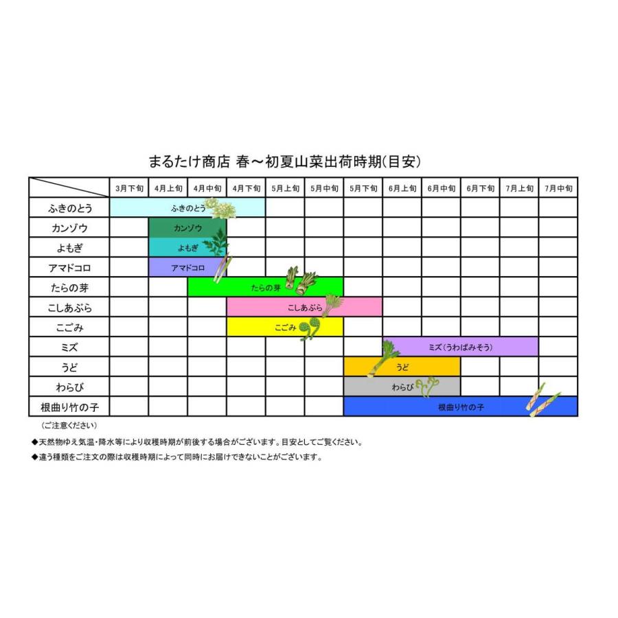 山菜 詰め合わせ ミックス セット 天然 新潟県産 妙高市産 500グラム 産地直送 朝採り(ご予約品)　4種類｜marutakesyouten｜02