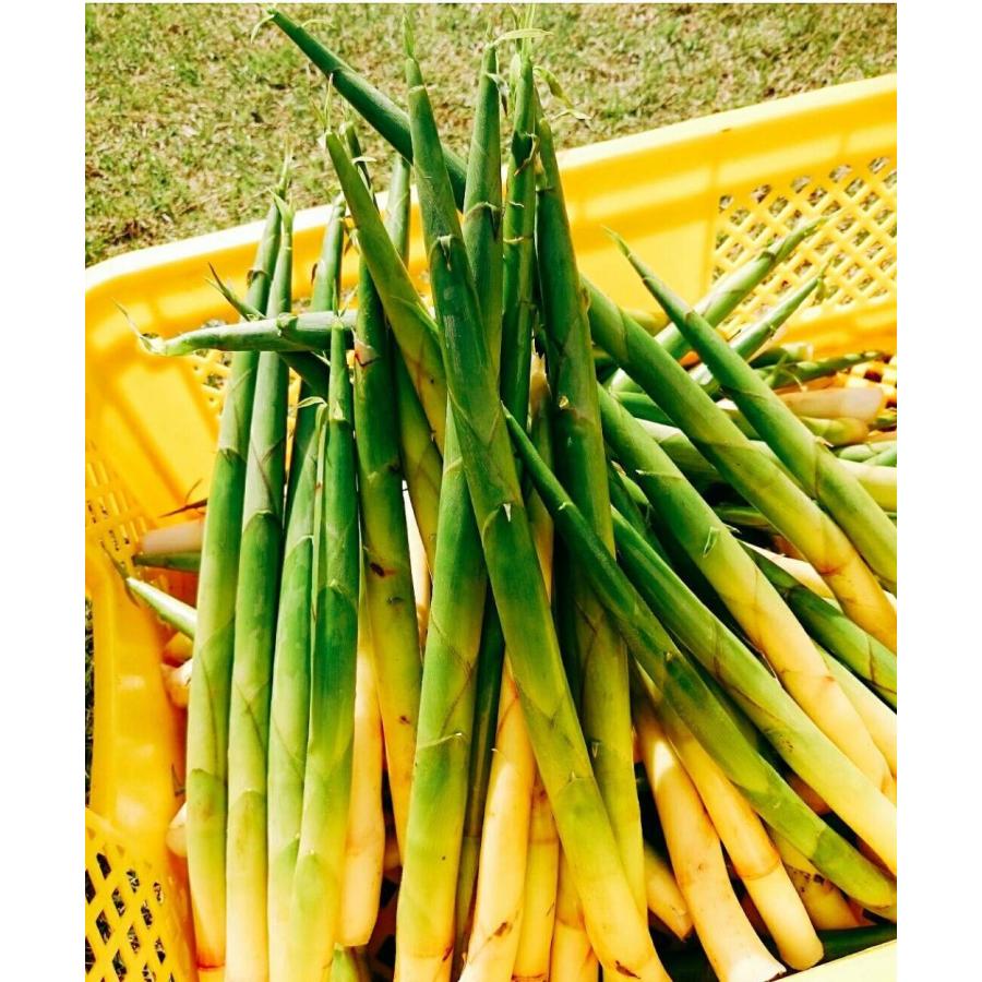 山菜 詰め合わせ ミックス セット 天然 新潟県産 妙高市産 500 山菜 詰め合わせ ミックス セット 天然 新潟県産 妙高市産 500