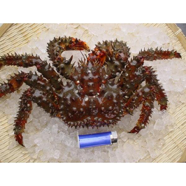 活花咲ガニ 800g 900g 独特の上品