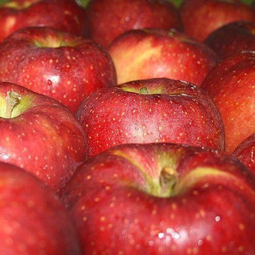 訳あり りんご 秋映 Cランク 家庭用 約 10kg 24玉〜36玉 長野県産