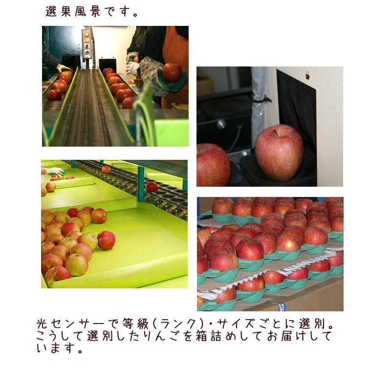 訳あり りんご 秋映 Cランク 家庭用 約 10kg 24玉〜36玉 長野県産