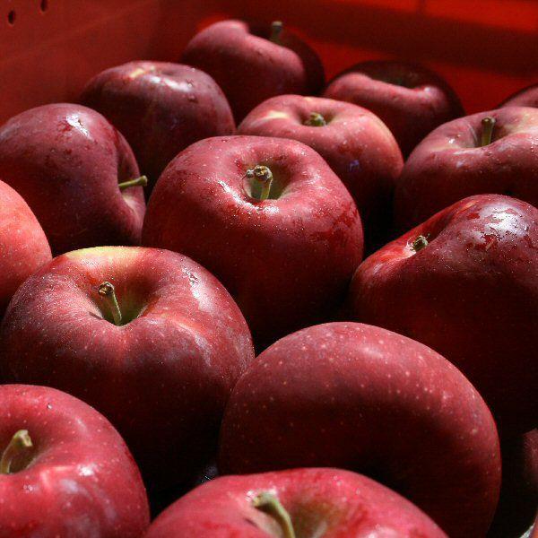 訳あり りんご 紅玉 Cランク 家庭用 10kg箱入り 約8kg 36玉-50玉 長野 