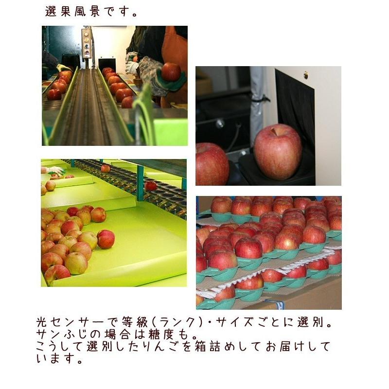 ギフト りんご サンふじ 約10kg Bランク マル特 小玉40玉 長野県産