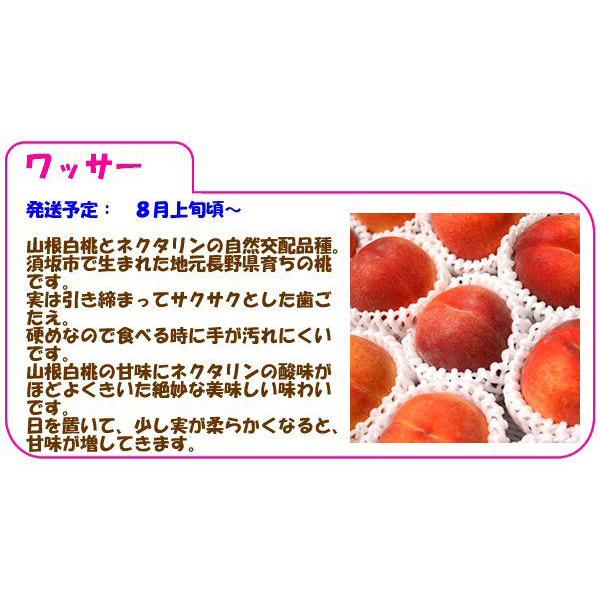 桃 お中元 ワッサー約３kg 長野県産桃 10-14玉入 お取り寄せ クール便 送料無料 夏ギフト2023 8月上旬頃〜 硬めで桃の甘味とネクタリンの酸味な桃｜marutomi-s｜05