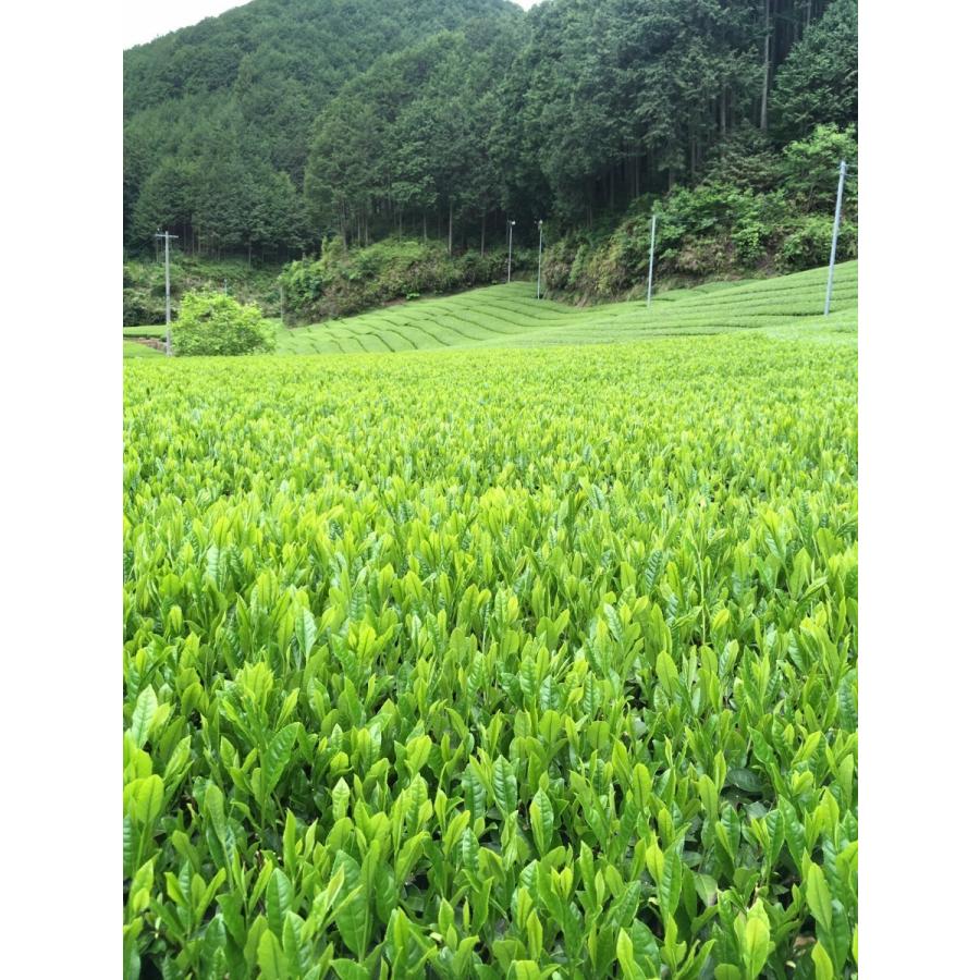 令和8年度産 農家直売  やぶきた一番茶100% 静岡本山茶 うちまき育ち 500g |  | 02