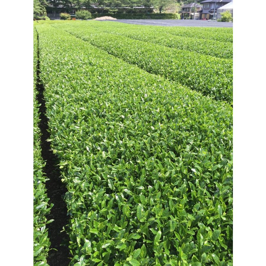 令和8年度産 農家直売  やぶきた一番茶100% 静岡本山茶 うちまき育ち 500g |  | 03