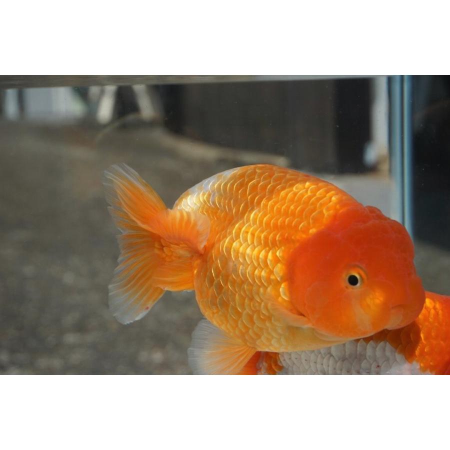 国産 金魚 ランチュウ 三才 １３ １４cm 弥富 加藤氏 作 106 やとみ金魚ファーム 通販 Yahoo ショッピング