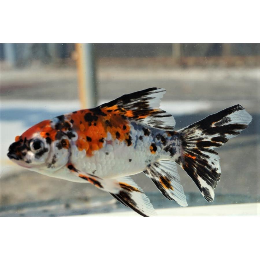 国産 金魚 銀鱗 朱文金 （津島・長尾氏 作 全長12-13cm） : やとみ金魚 