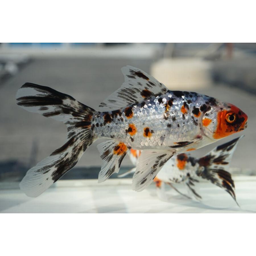 国産 金魚 銀鱗 朱文金 津島 長尾氏 作 全長１２ １３cm 110 やとみ金魚ファーム 通販 Yahoo ショッピング