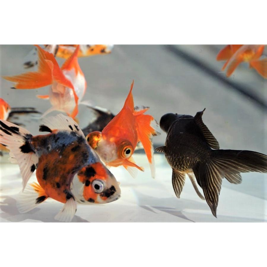 国産金魚 サラサ琉金・出目金・キャリコ琉金 3種3匹セット（全長約7