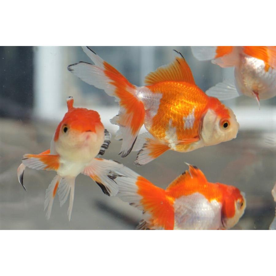 金魚「オランダ」 金魚】オランダ・ローズテール初期飼育レポ。通販を含めた流通と販売