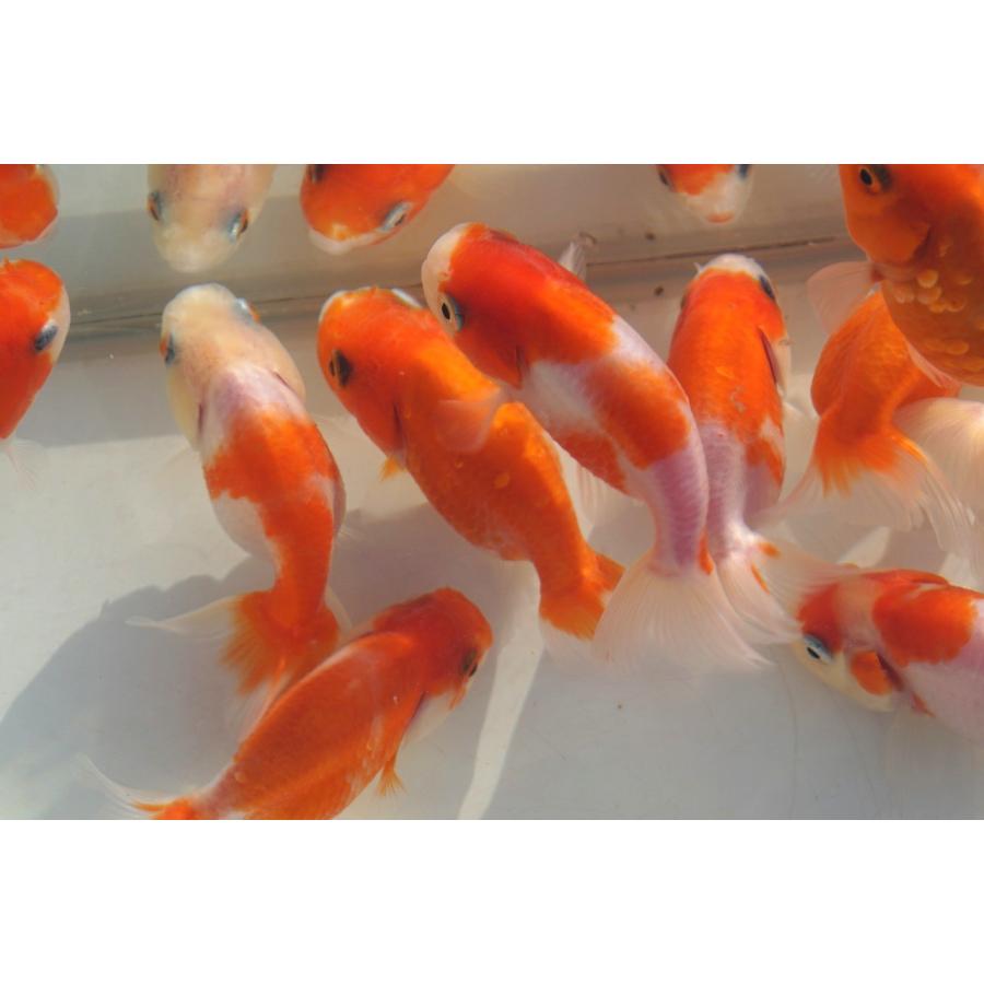 国産金魚 桜錦 サラサ、オレンジ系 2匹セット（全長約7cm) 弥富・加藤