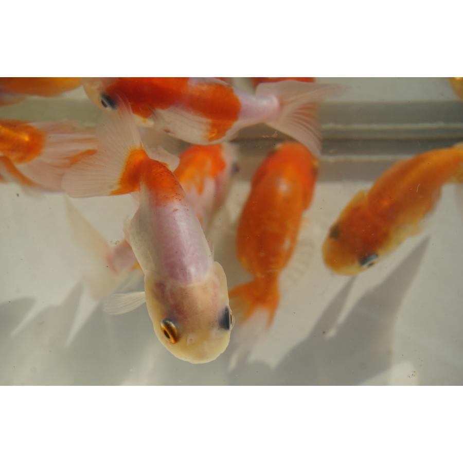 専用ページ 桜 金魚 サクラニシキ - アクアリウムWiki