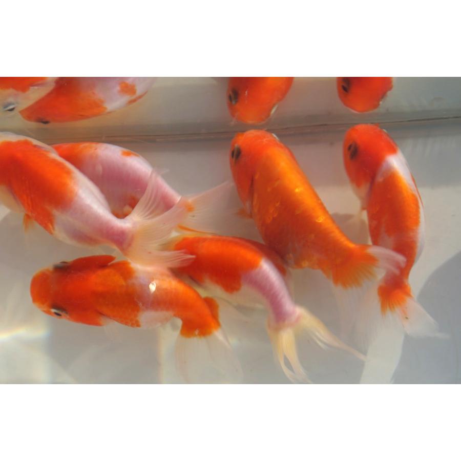 国産金魚 桜錦 サラサ、オレンジ系 2匹セット（全長約7cm) 弥富・加藤