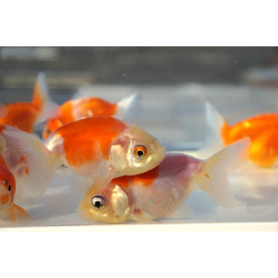 国産金魚 桜錦 サラサ、オレンジ系 2匹セット（全長約6-7cm) 弥富