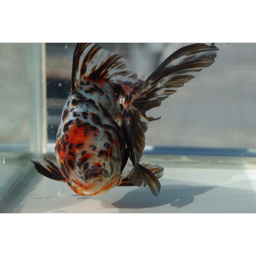 国産金魚 キャリコ琉金 三才 一点物（全長約14cm 国産）メス : やとみ