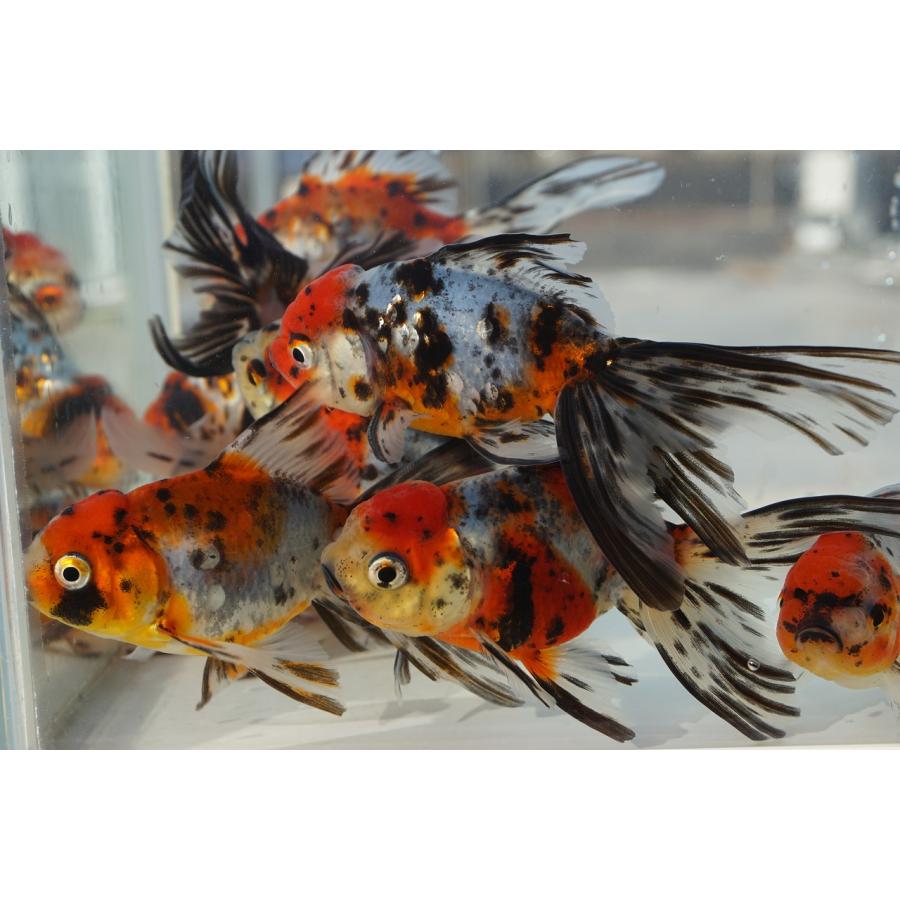 国産 金魚 二才東錦（全長約11cm 飯田産・棚田氏）選りなし : 1450 : やとみ金魚ファーム - 通販 - Yahoo!ショッピング