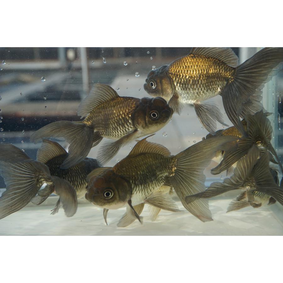 国産 金魚 ブラックドラゴン 二才 一点物（全長約9-10cm) 自社産 選り 