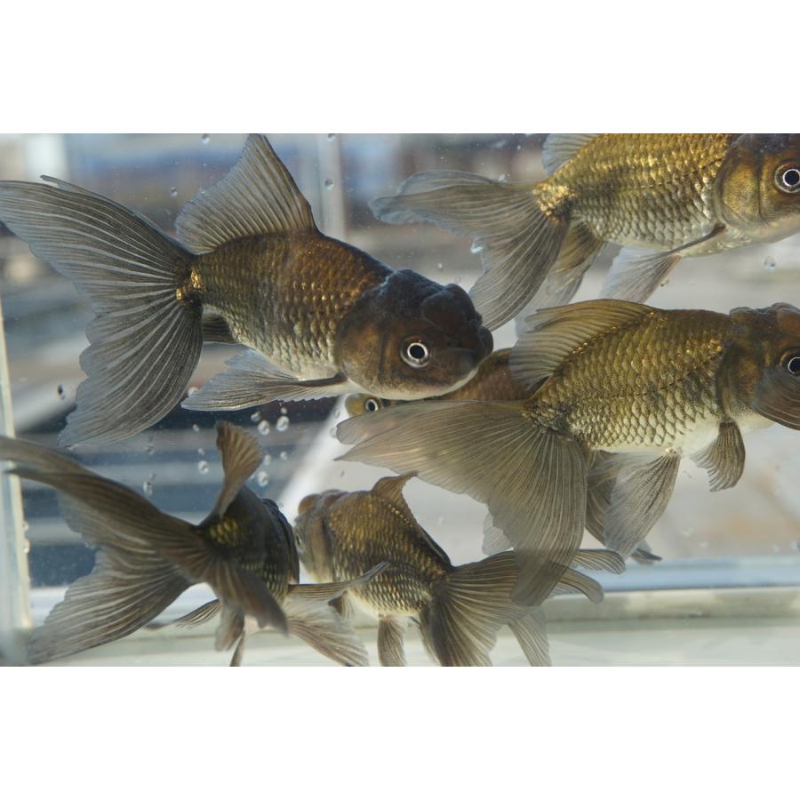 国産 金魚 ブラックドラゴン 二才 一点物（全長約9-10cm) 自社産 選り