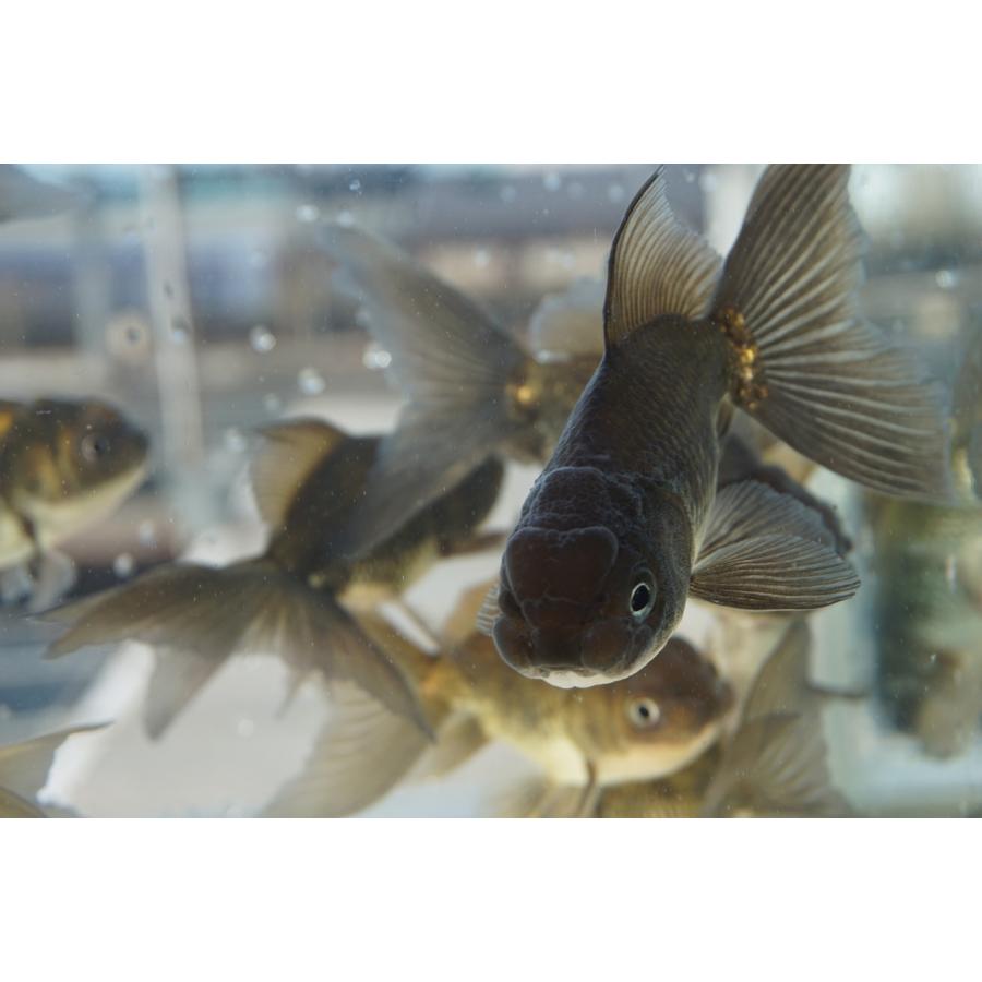 国産 金魚 ブラックドラゴン 二才 一点物（全長約9-10cm) 自社産 選り