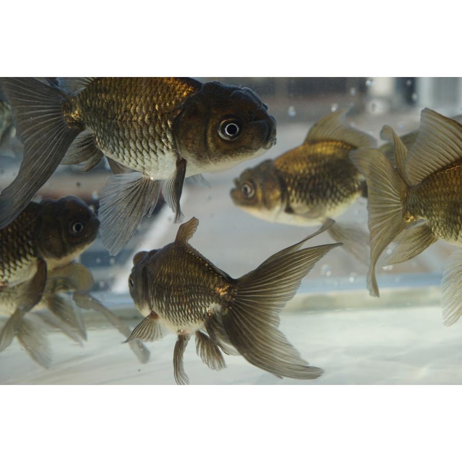 国産 金魚 ブラックドラゴン 二才 一点物（全長約9-10cm) 自社産 選り