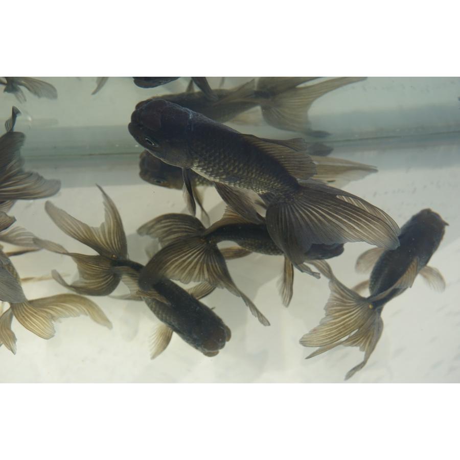 東錦　ブラックドラゴン　2歳　金魚 国産 金魚 ブラックドラゴン 二才 一点物（全長約9-10cm) 自社産 選り
