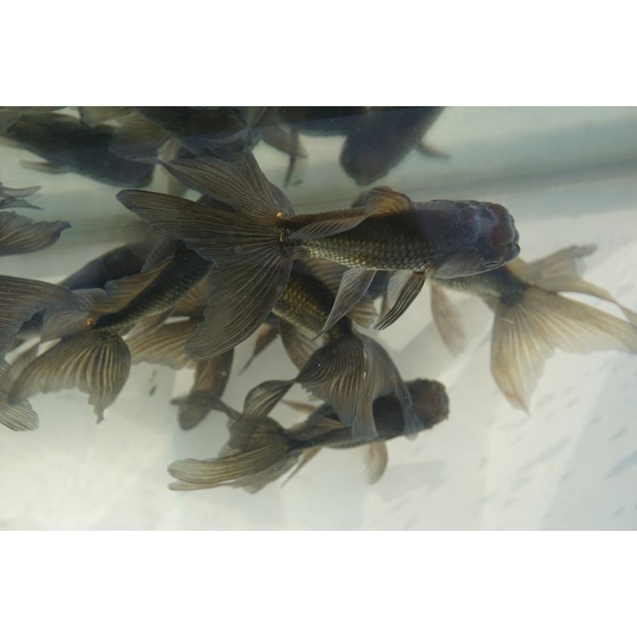 東錦　ブラックドラゴン2歳　2匹　金魚 ブラックドラゴン 鈴木東錦入荷