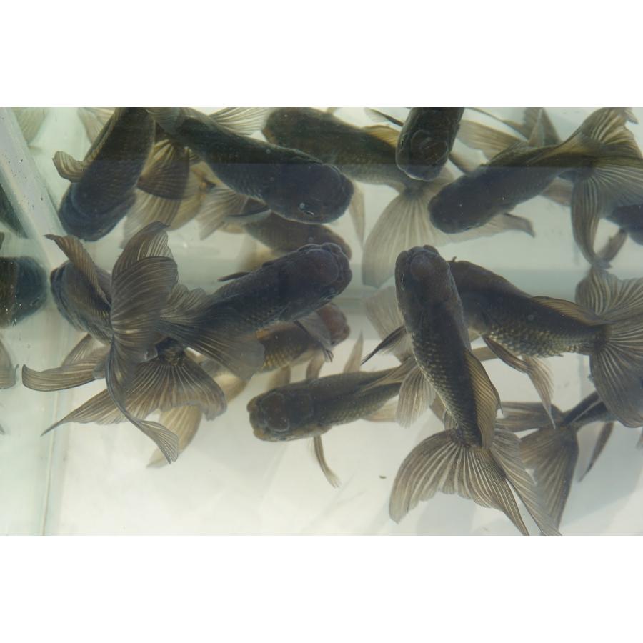 国産 金魚 ブラックドラゴン 二才 一点物（全長約9-10cm) 自社産 選り