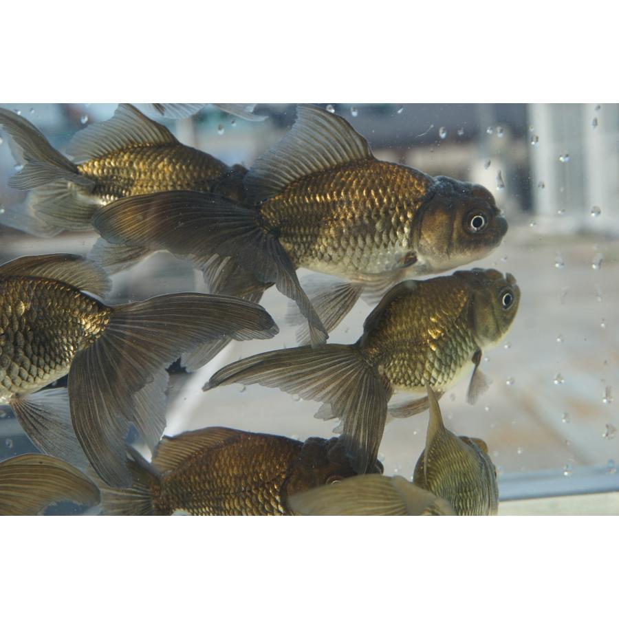 国産 金魚 ブラックドラゴン 二才 一点物（全長約9-10cm) 自社産 選り