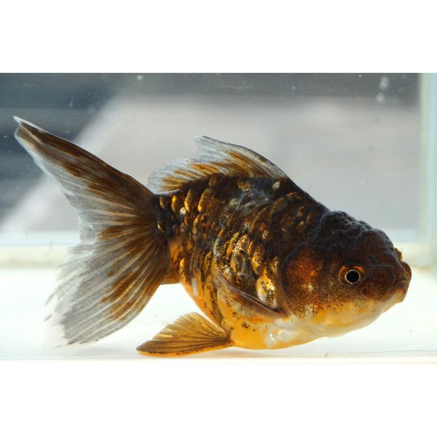 国産 金魚 ドラゴンスケール黒オランダ 一点物（全長約12cm) 埼玉