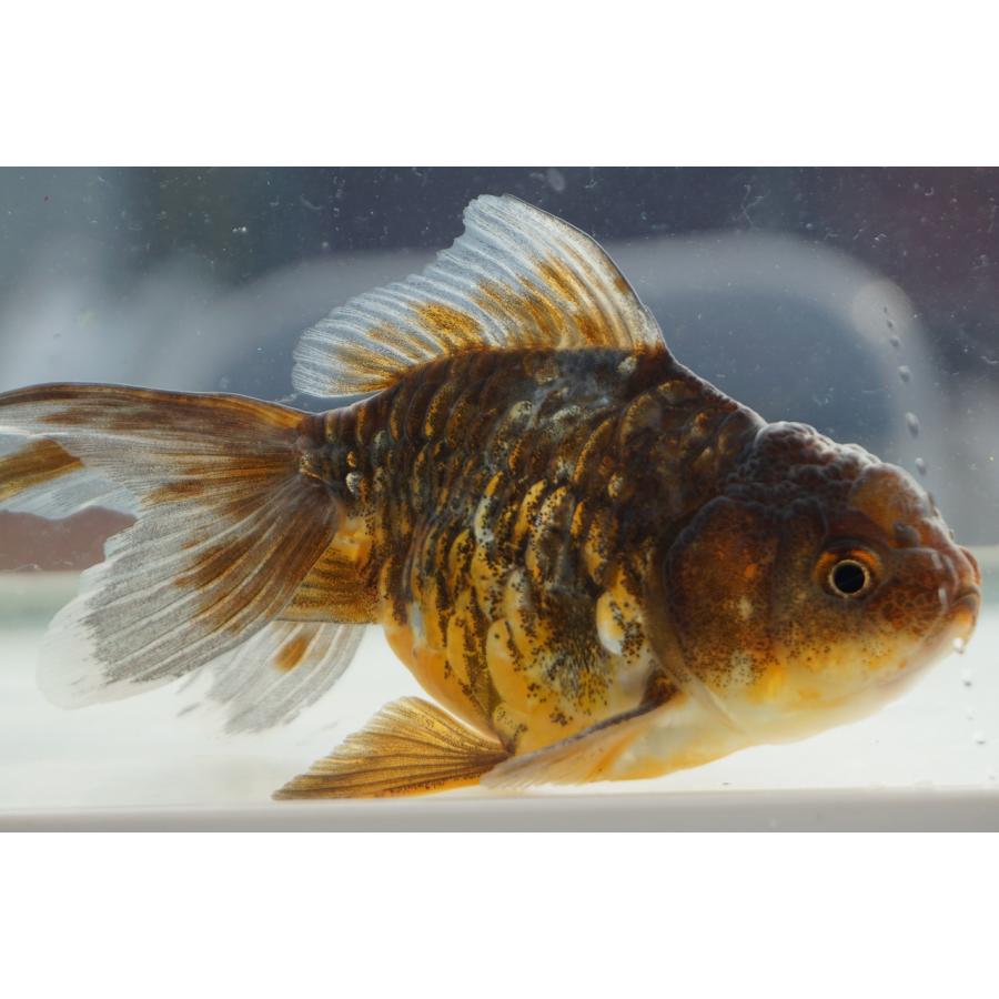 国産 金魚 ドラゴンスケール黒オランダ 一点物（全長約12cm) 埼玉