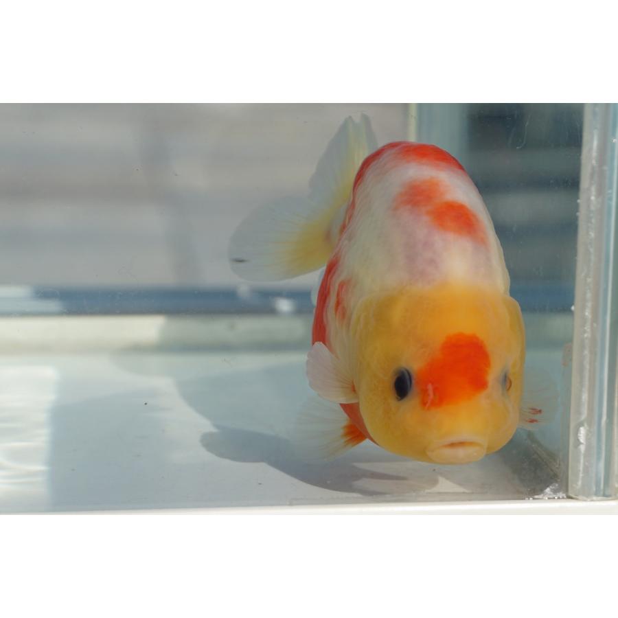 金魚一位　 金魚 桜錦 一点物（全長約10cm) 中国産 オス 国産金魚）一点物