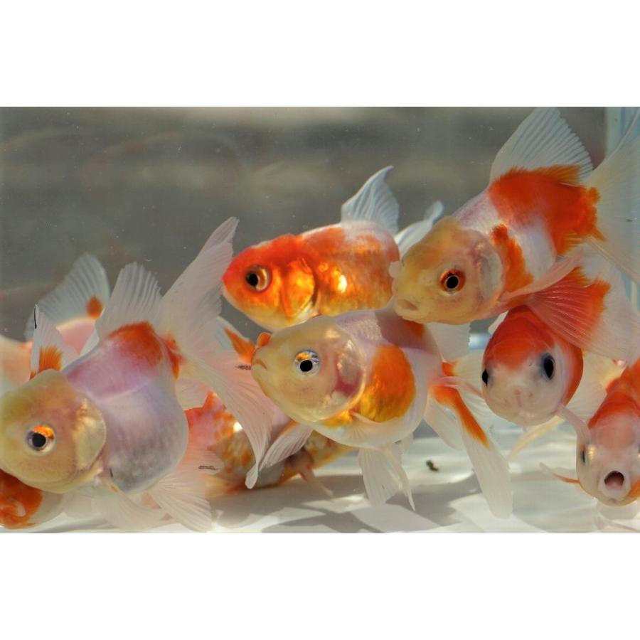 国産金魚 桜東錦 2匹セット 全長約7 ８cm 長尾氏 作 選りなし 157 やとみ金魚ファーム 通販 Yahoo ショッピング