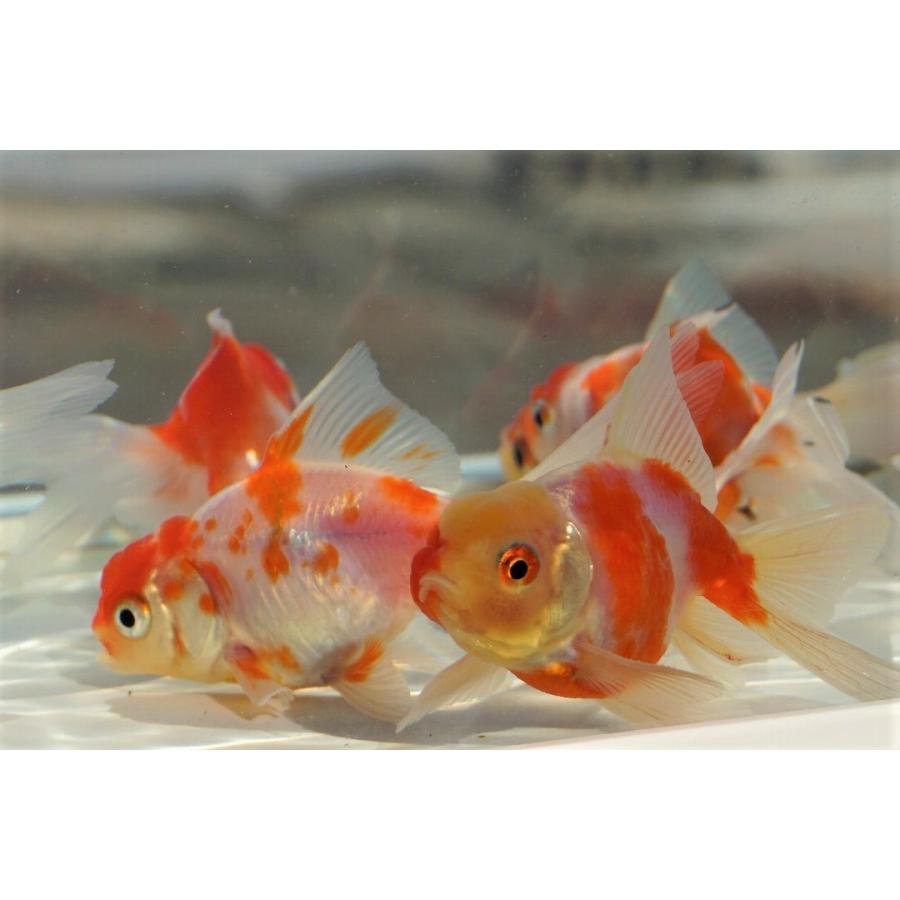 国産金魚 桜東錦 2匹セット 全長約7 ８cm 長尾氏 作 選りなし 157 やとみ金魚ファーム 通販 Yahoo ショッピング