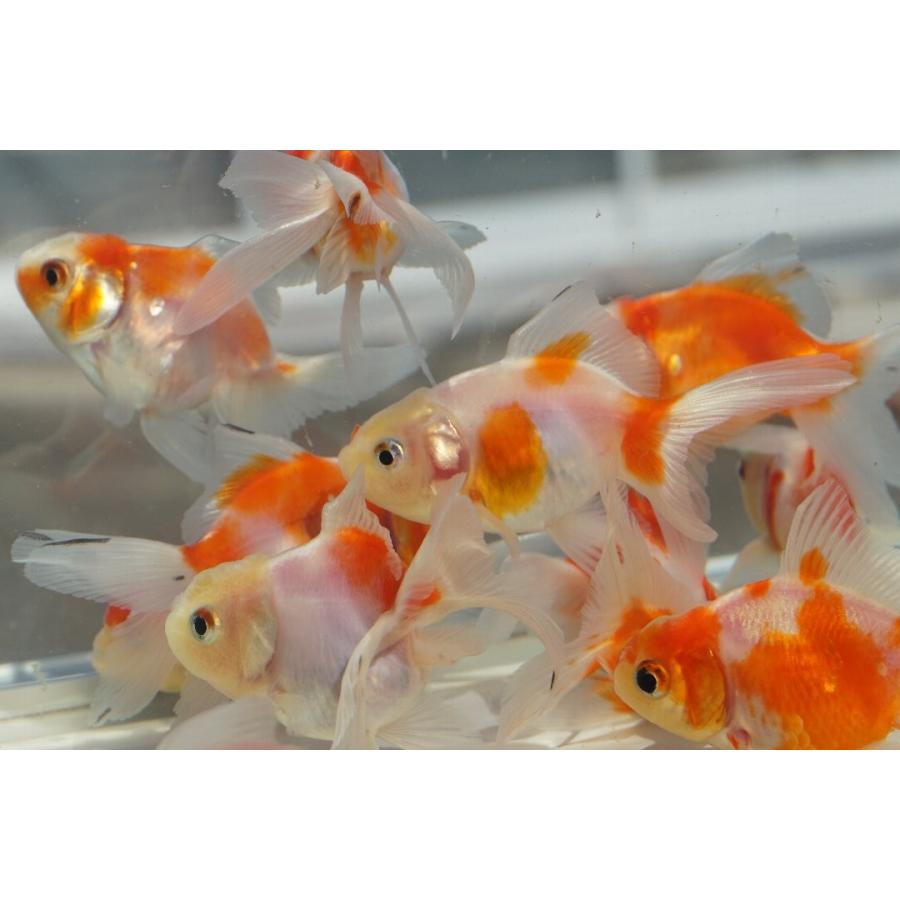 国産金魚 桜東錦 2匹セット 全長約7 ８cm 長尾氏 作 選りなし 157 やとみ金魚ファーム 通販 Yahoo ショッピング