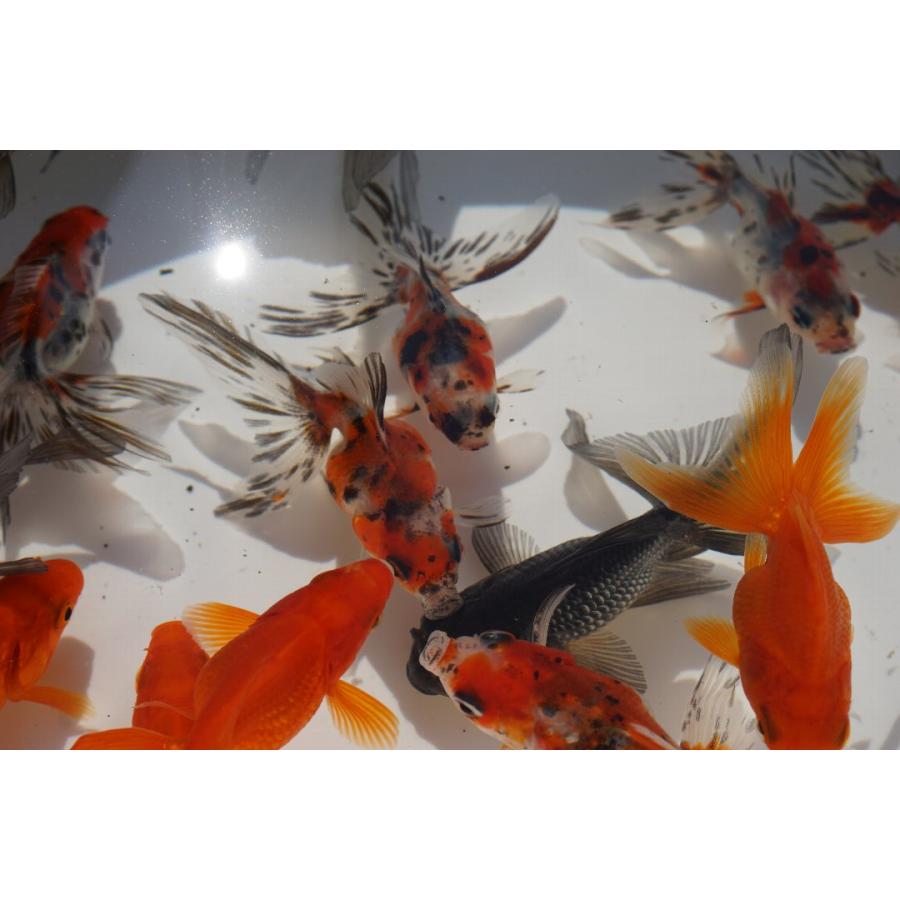 金魚オランダ獅子頭とキャリコ流金セット