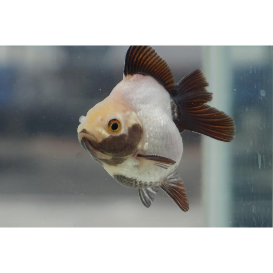 国産金魚 パンダ琉金ショートテール 一点物（全長約7cm 三重県 服部氏