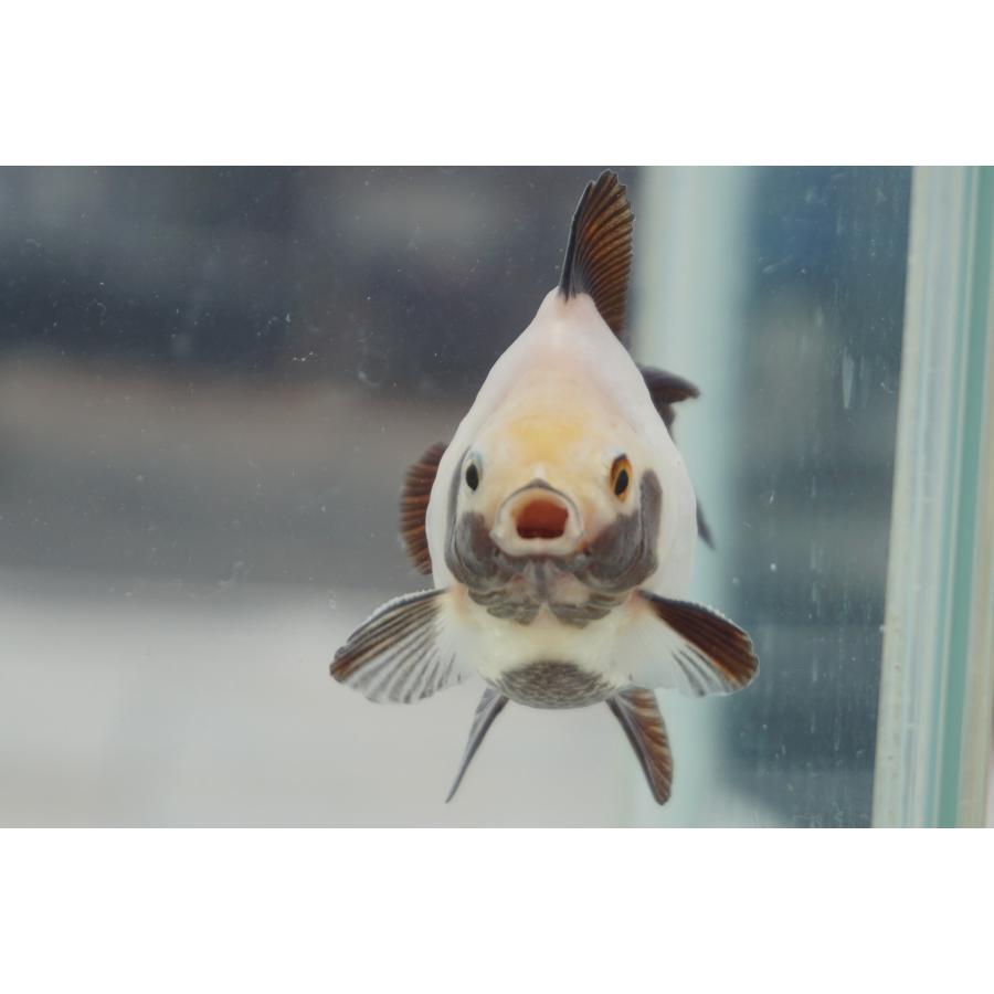 金魚　パンダ柄蝶尾ショートテール　当才 輸入物金魚達色々入荷しています 蝶尾 ショートテールオランダ だるま