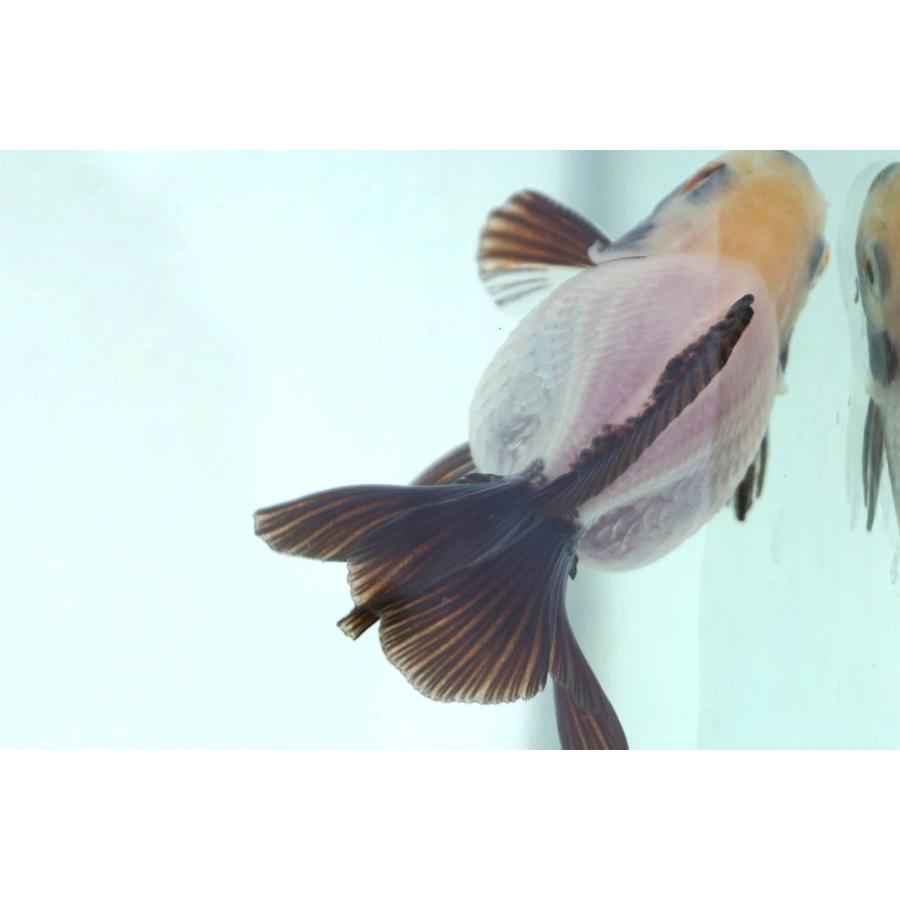 金魚　パンダ柄蝶尾ショートテール　当才 新入荷 パンダ蝶尾 トリカラー出目金 ローズテールオランダ | 金魚や
