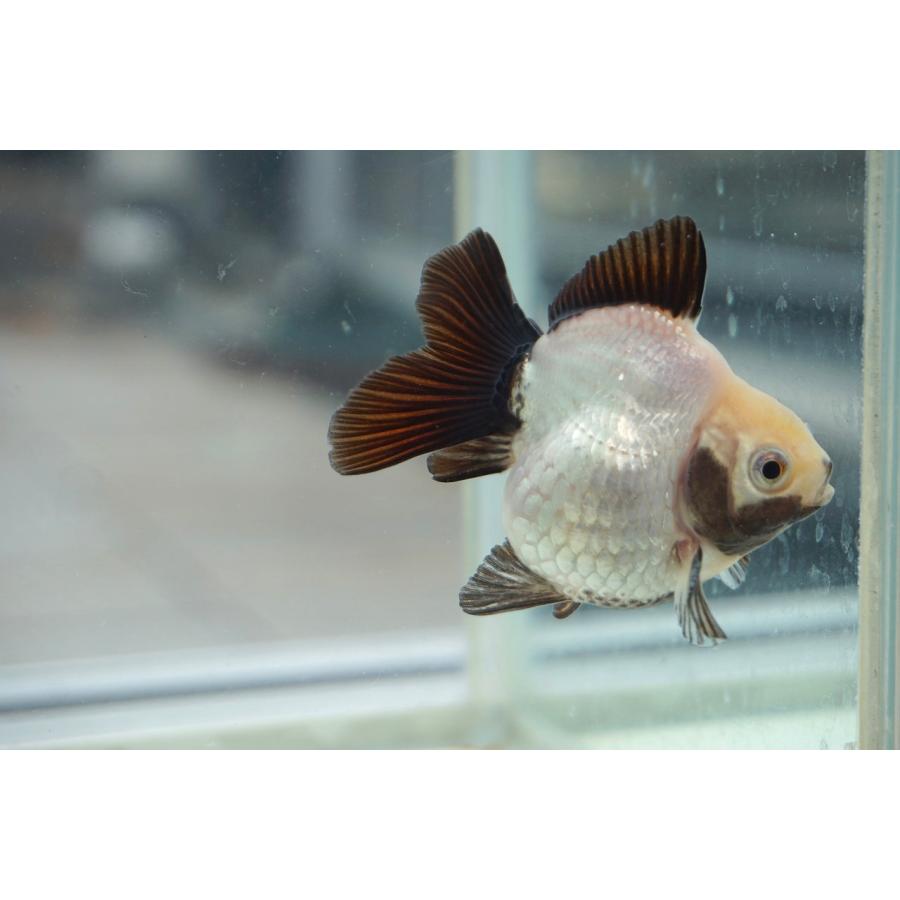 金魚　パンダ柄蝶尾ショートテール　当才 新入荷 パンダ蝶尾 トリカラー出目金 ローズテールオランダ | 金魚や