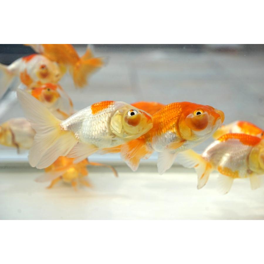 国産金魚 水泡眼2匹セット サラサ＆ 素赤柄（全長約7―8cm 弥冨産）選り