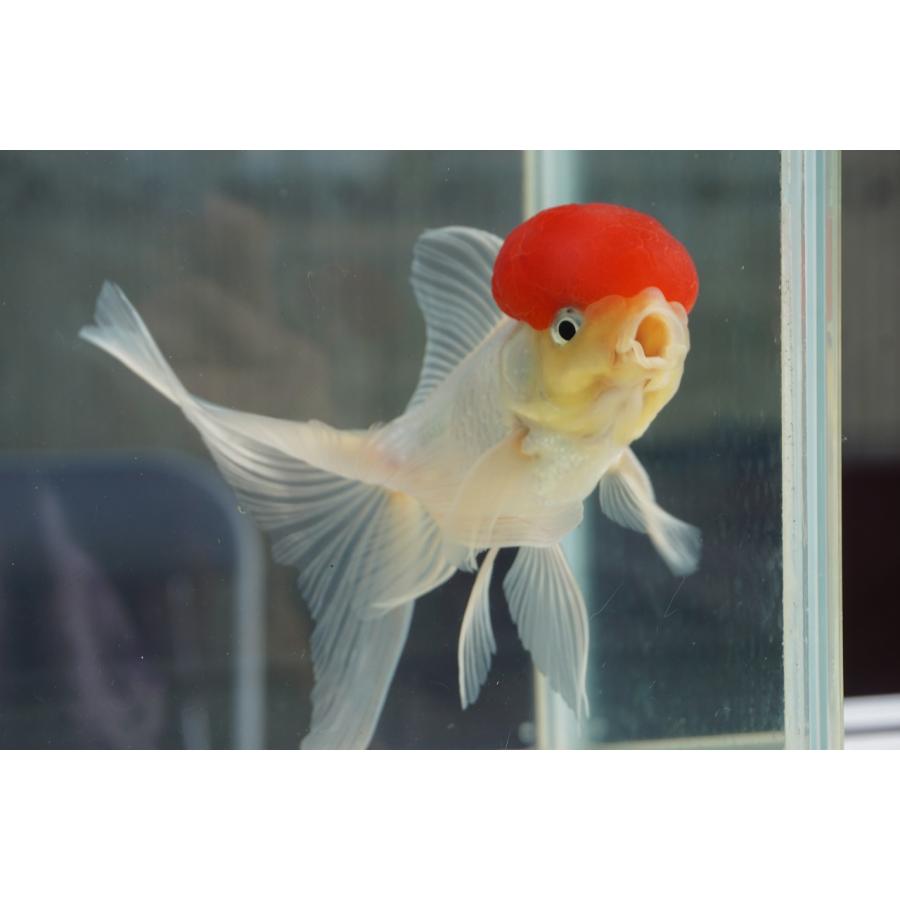 (金魚）丹頂　3歳？ 飯田産 高頭丹頂 15cm 3歳 #goldfish #kingyo #丹頂 #金魚